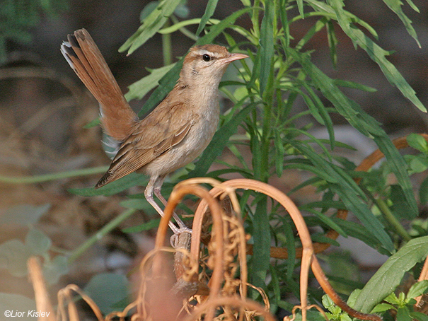 חמריה חלודת  זנב  Rufous Bush Robin                              Cercotrichas galactotes  רמות דרום הגולן,יוני 2007.